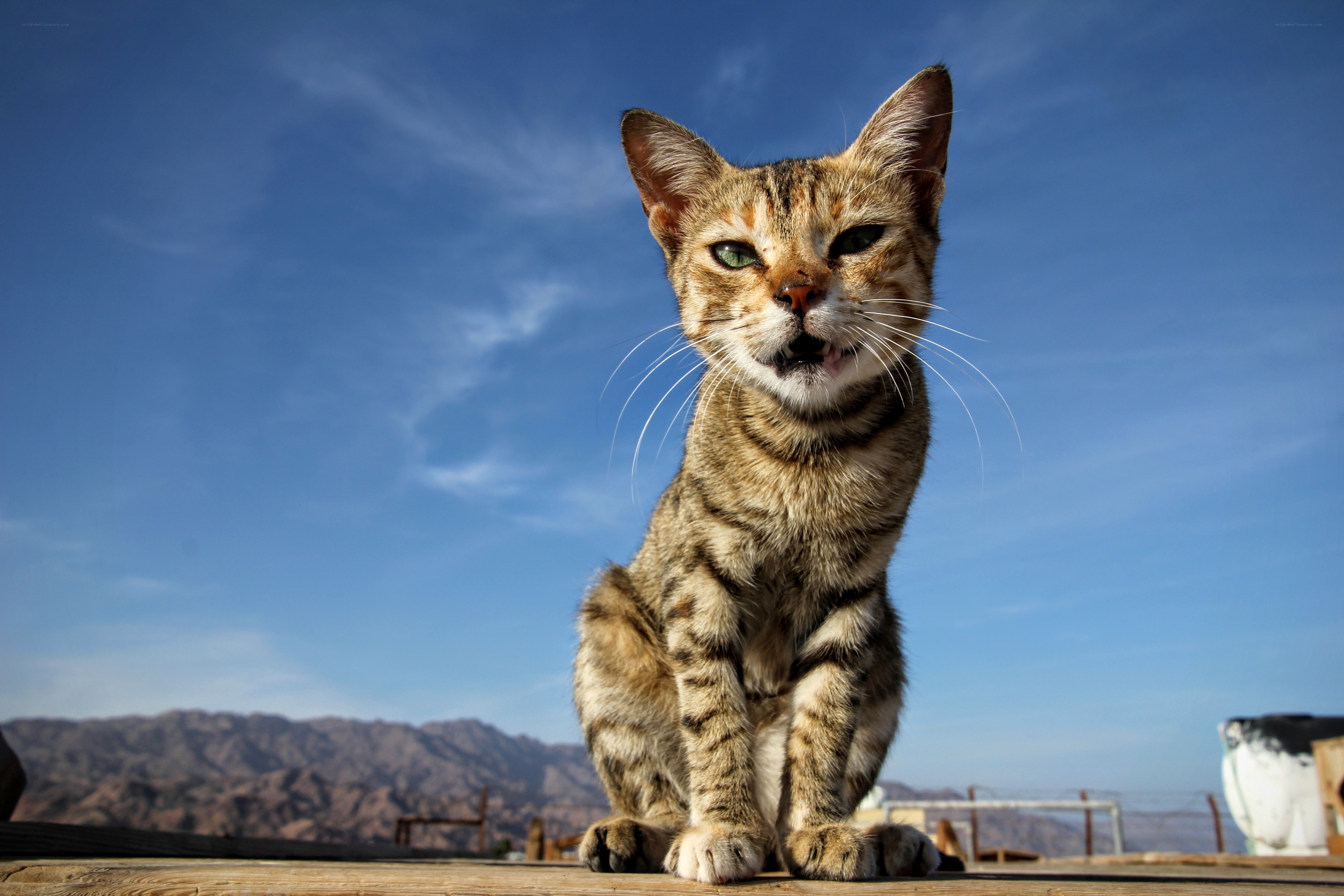Tabby cat on wooden surface