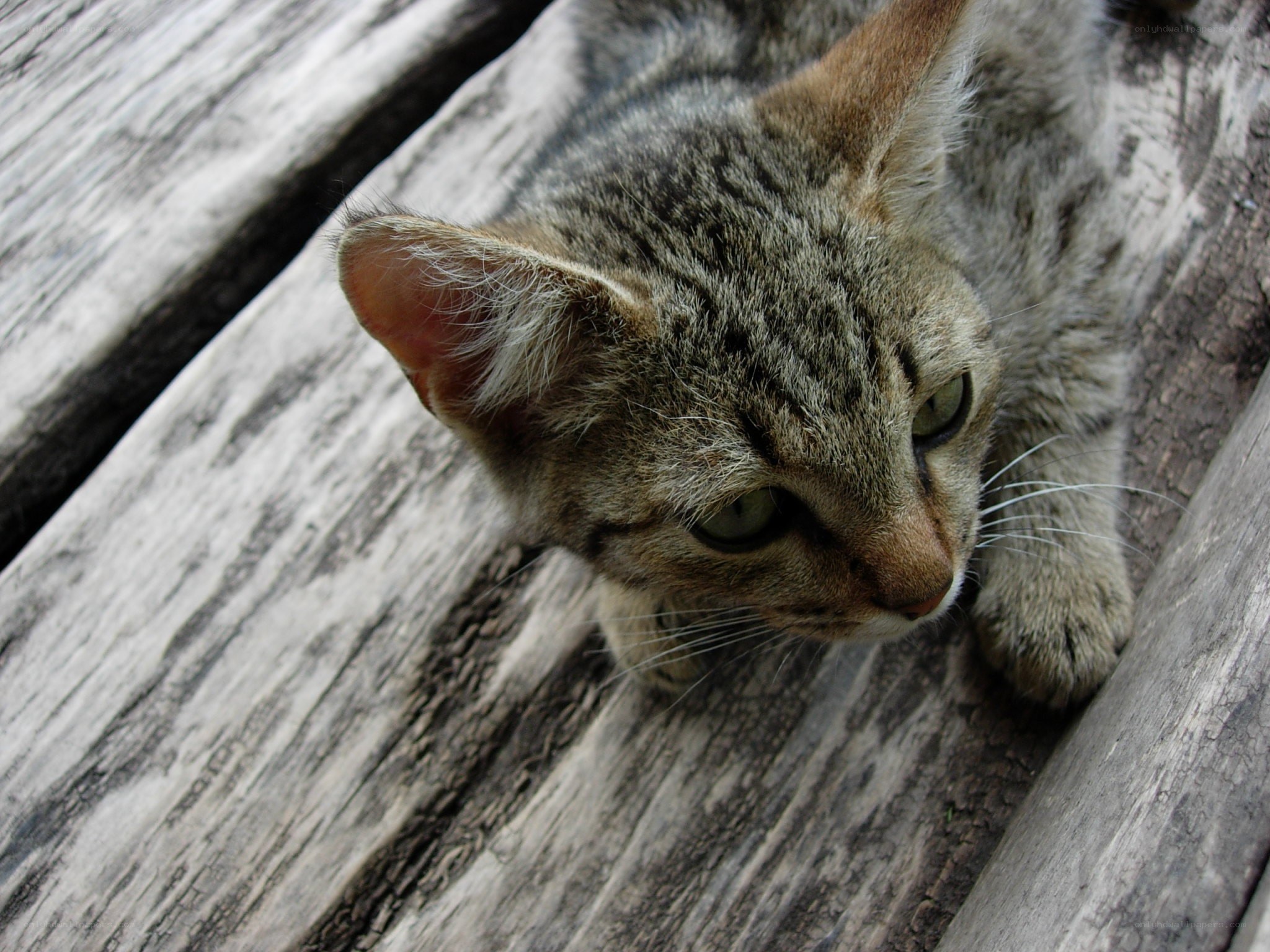 tabby cat on wooden surface
