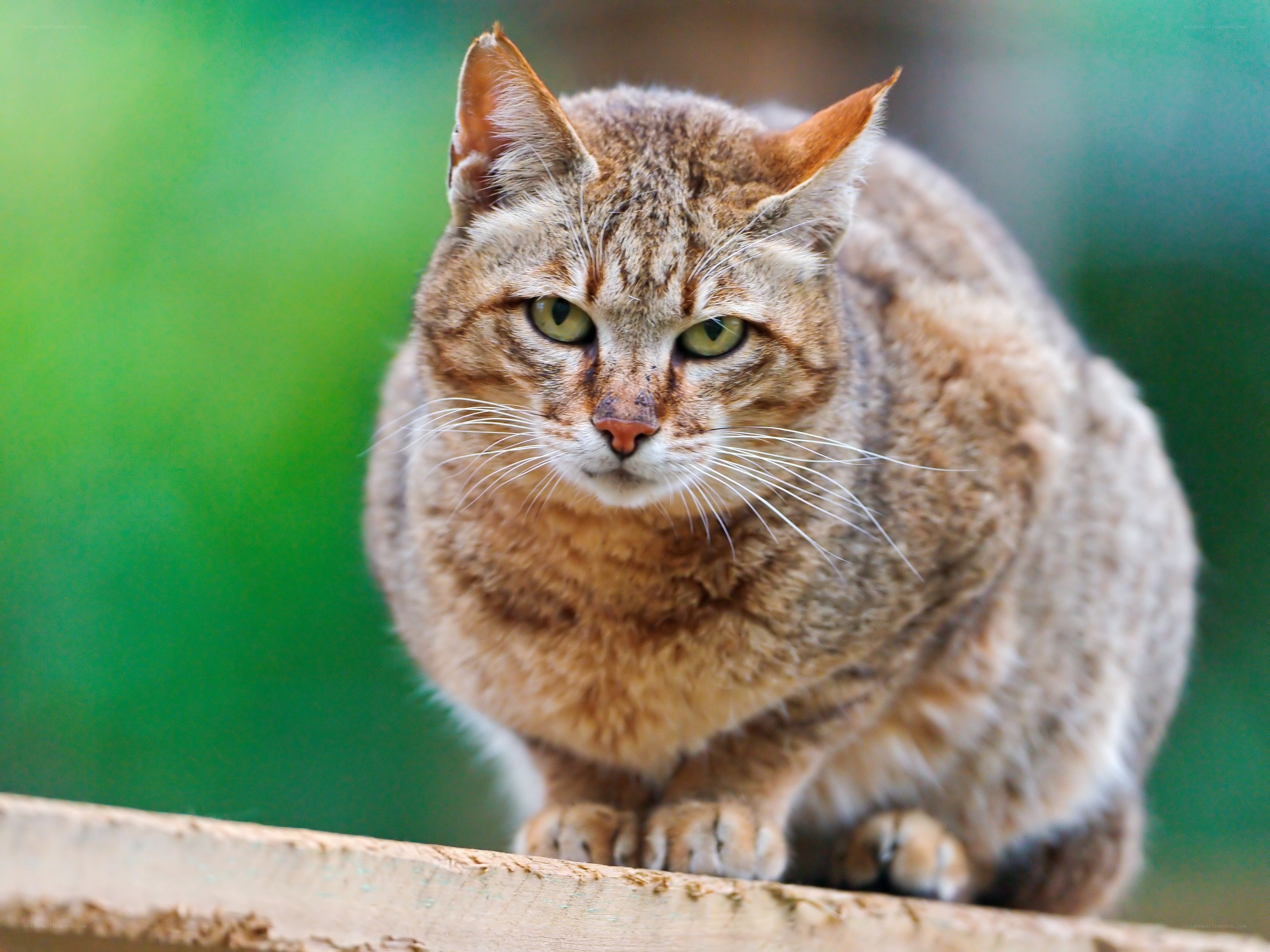 tabby cat on wooden surface