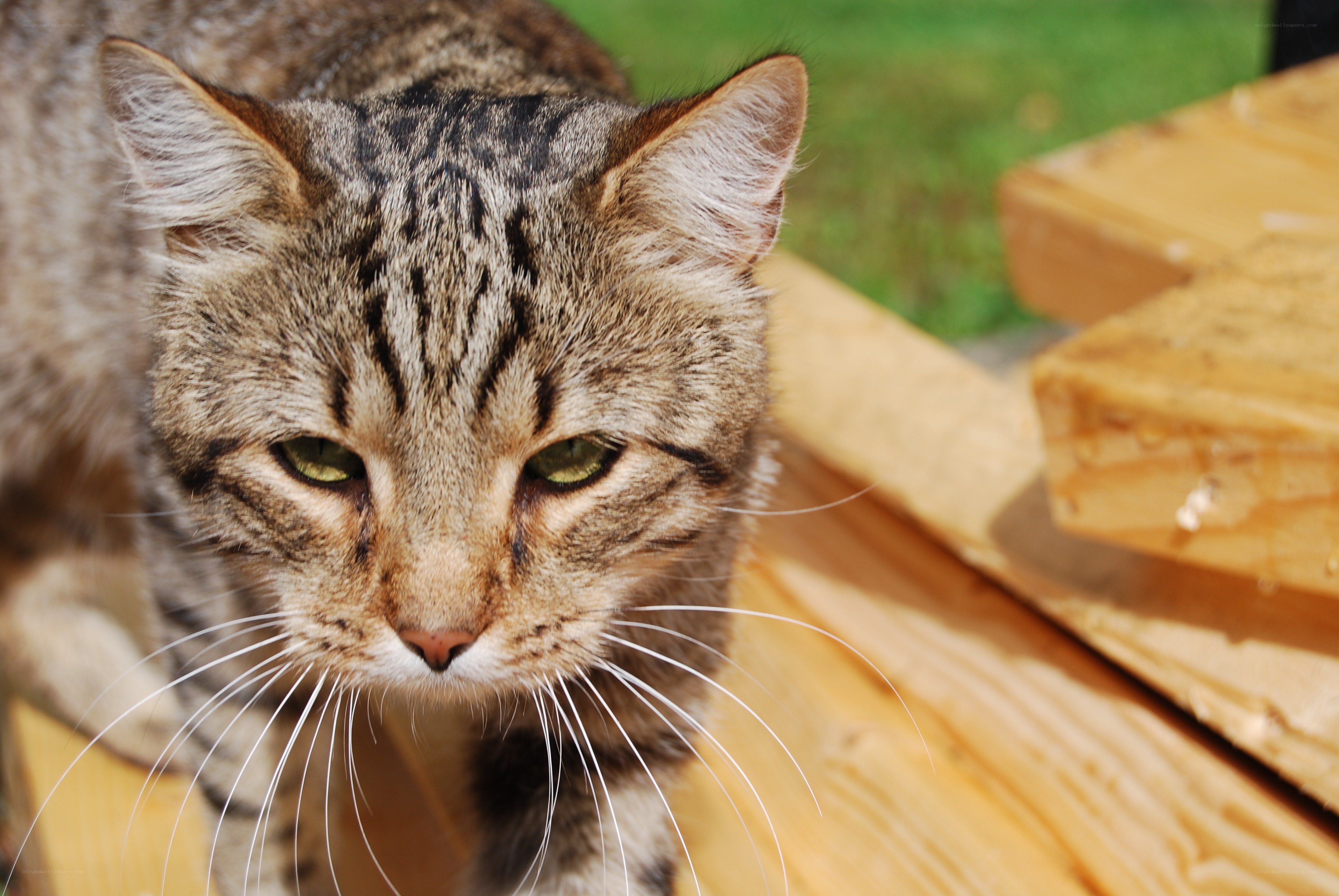 tabby cat on wooden surface