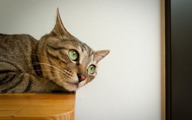 Tabby Cat on Wooden Surface — Brown, Calm, Photograph