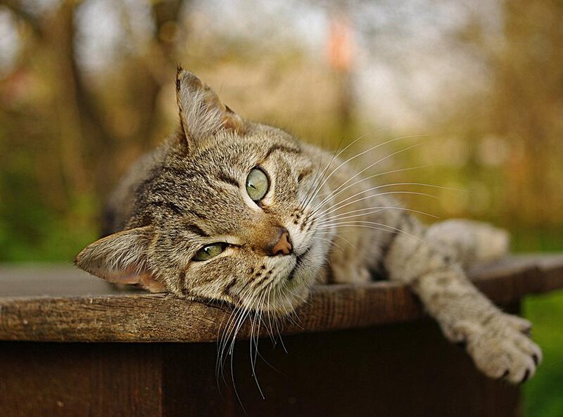 Tabby Cat on Wooden Surface — Brown, Calm