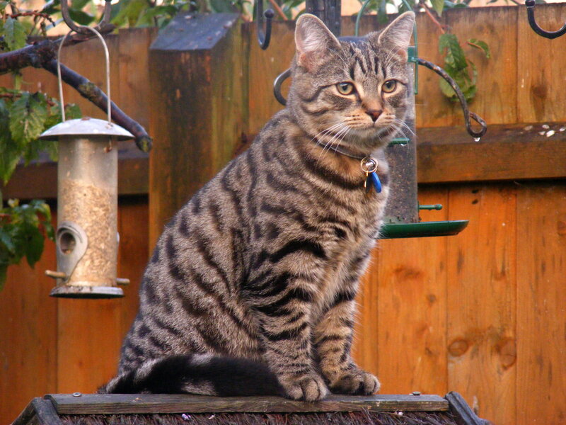 Tabby Cat on Wooden Surface — Brown