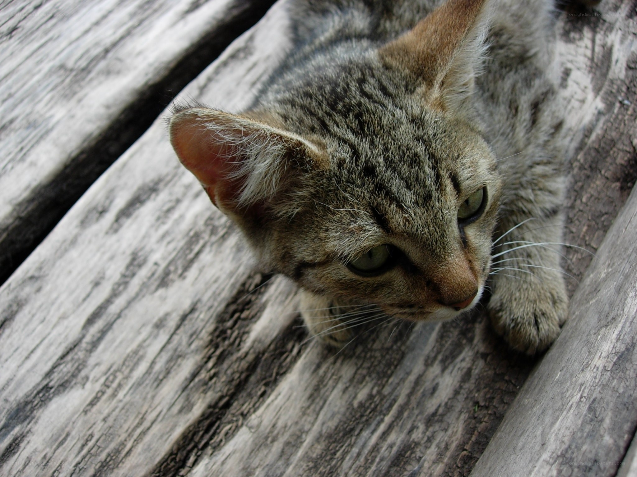 tabby cat on wooden surface