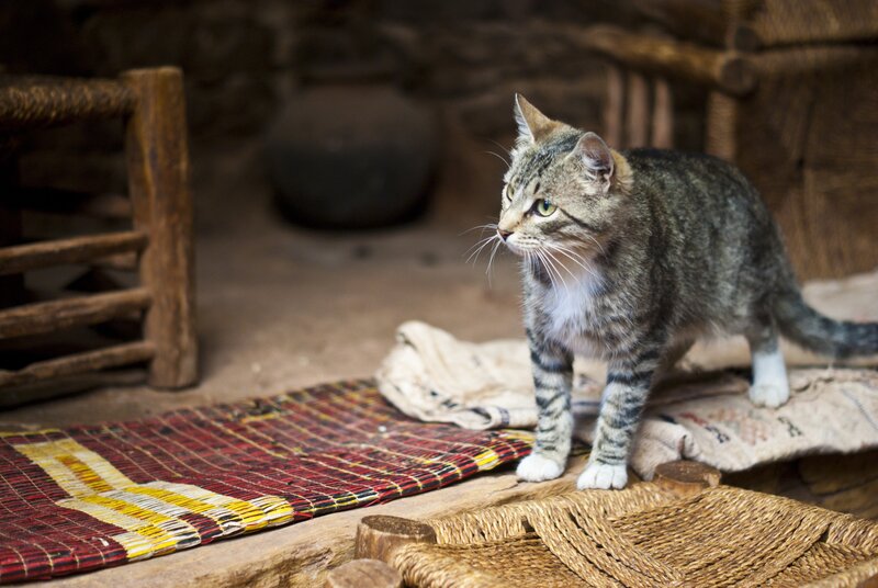 Tabby cat on woven mat