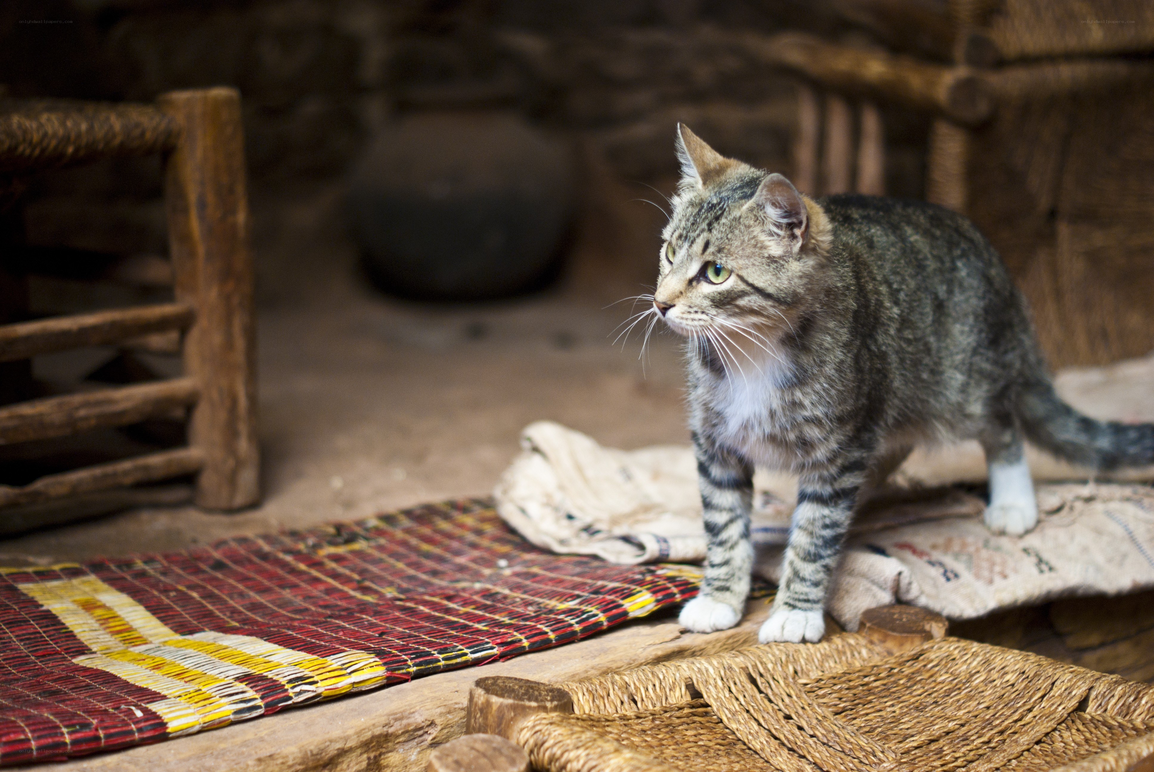 Tabby cat on woven mat
