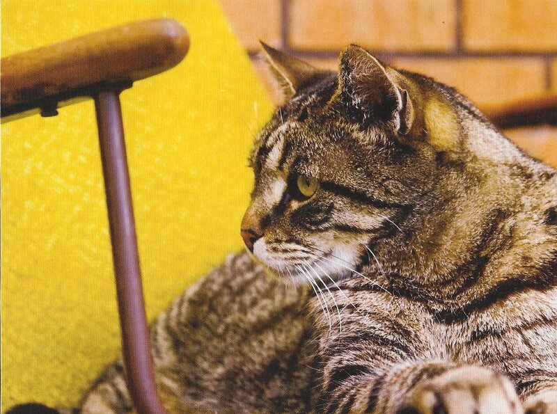 Tabby Cat on Yellow Chair