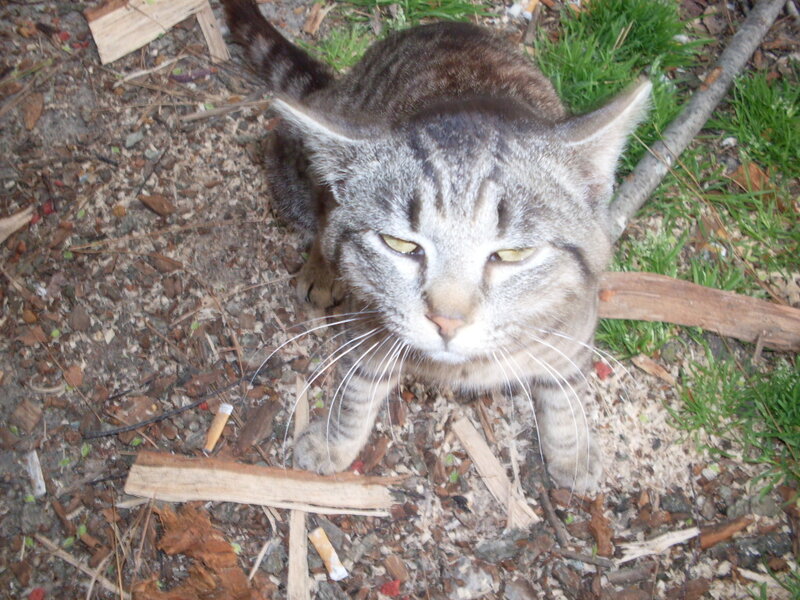 tabby cat outdoors