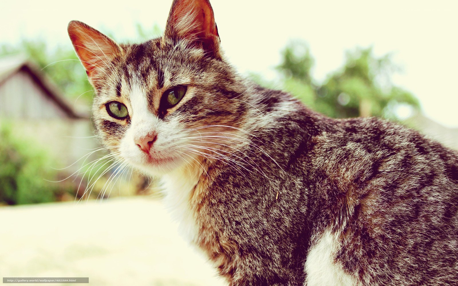 tabby cat outdoors