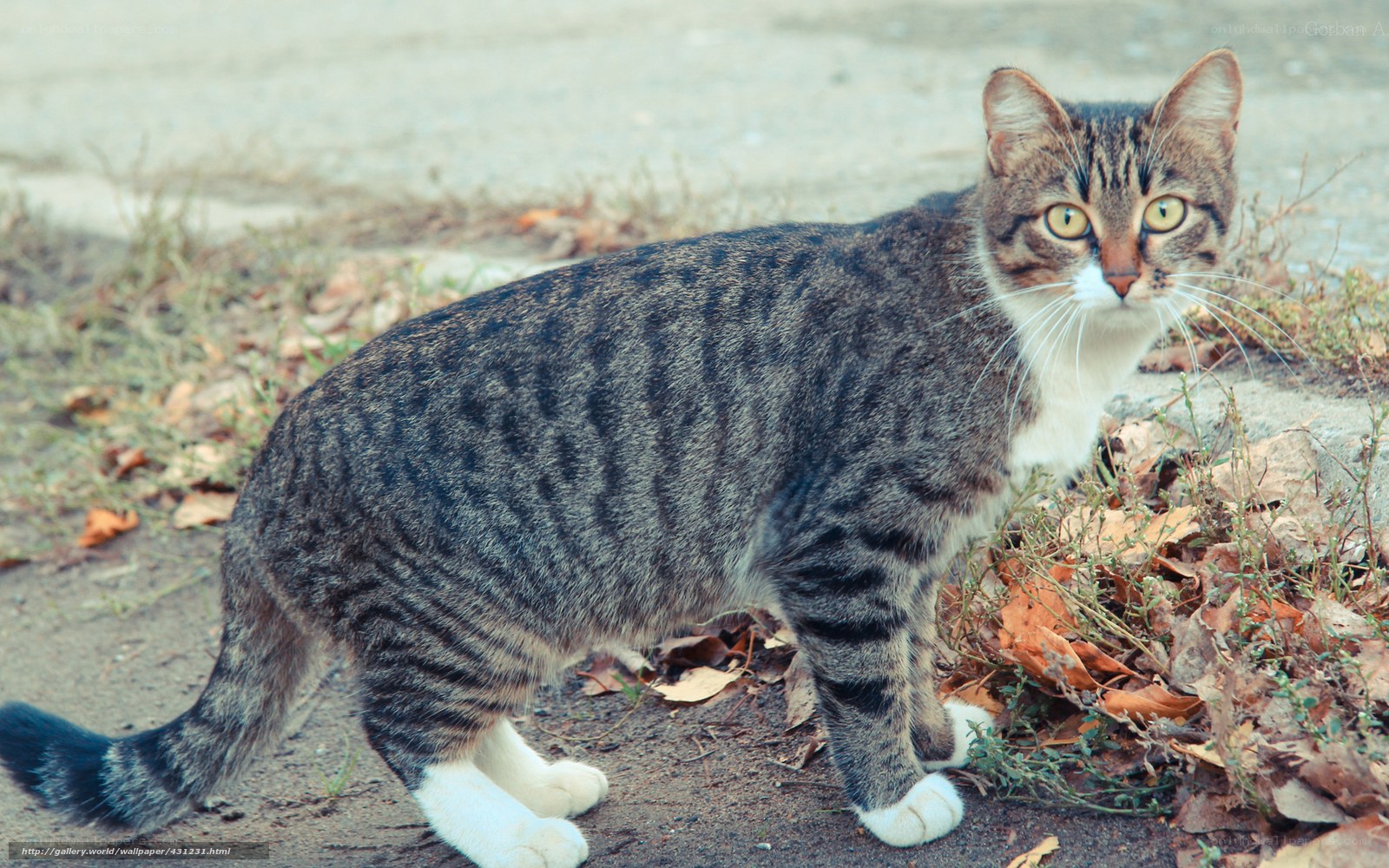 tabby cat outdoors