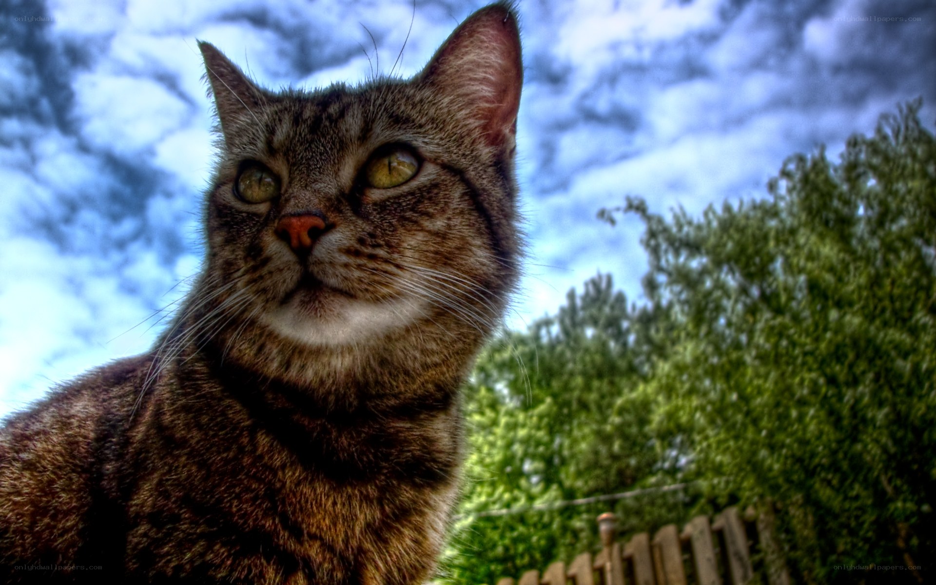 tabby cat outdoors