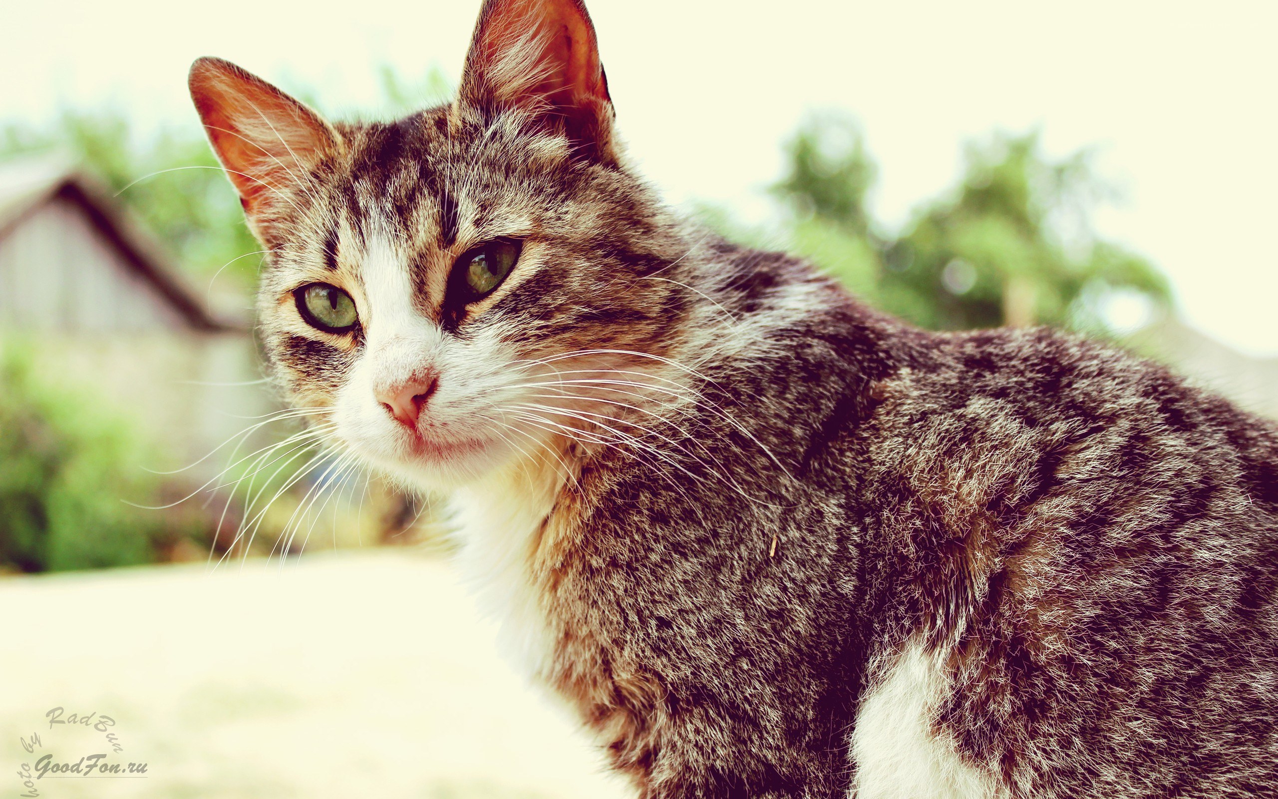 tabby cat outdoors
