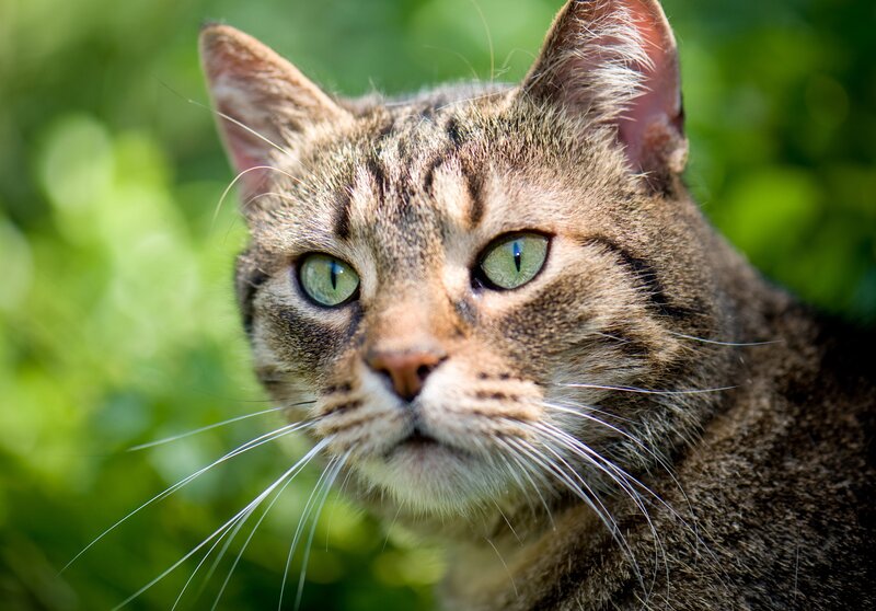 Tabby Cat Outdoors — Brown, Calm, Afternoon, Photograph, Green Foliage