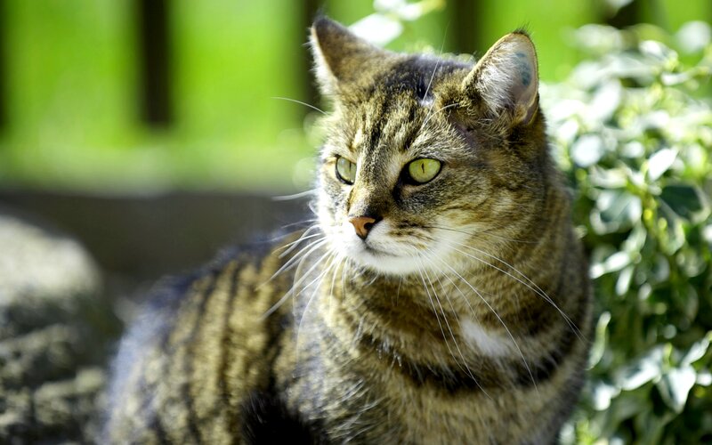 Tabby Cat Outdoors — Brown, Calm, Afternoon, Photograph, Green Leaves