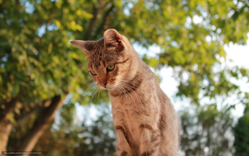 Tabby Cat Outdoors — Brown, Calm, Afternoon, Photograph, Trees