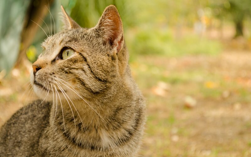 Tabby Cat Outdoors — Brown, Calm, Afternoon, Photograph, Whiskers