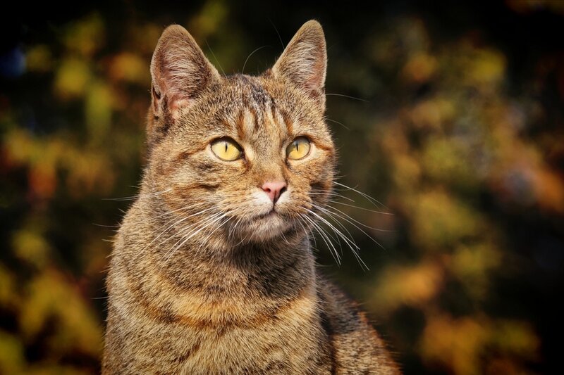 Tabby Cat Outdoors — Brown, Calm, Afternoon