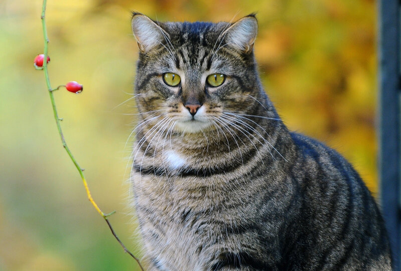 Tabby Cat Outdoors — Brown, Calm, Autumn