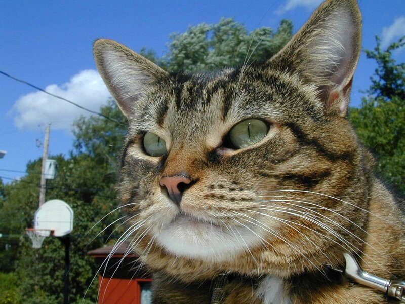 Tabby Cat Outdoors — Brown