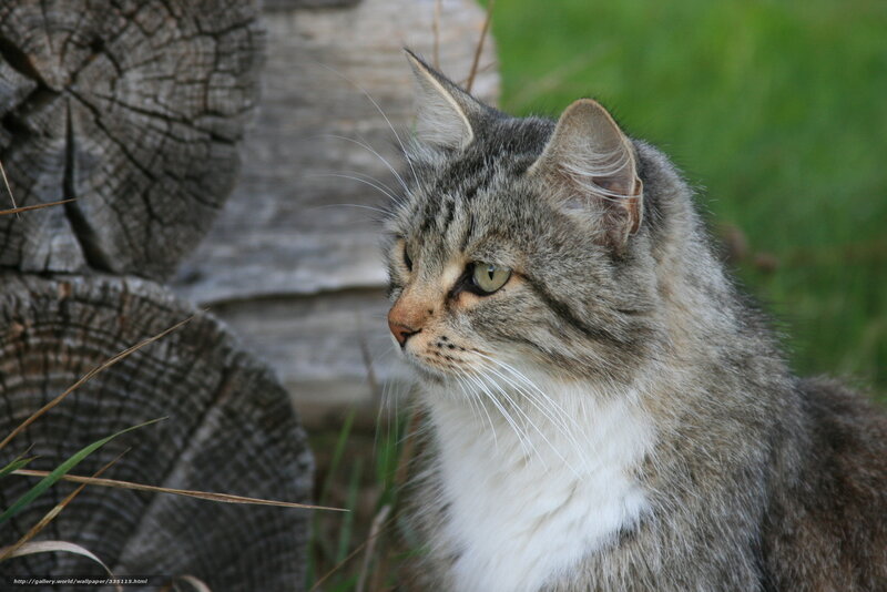 Tabby Cat Outdoors — Gray, Calm, Afternoon