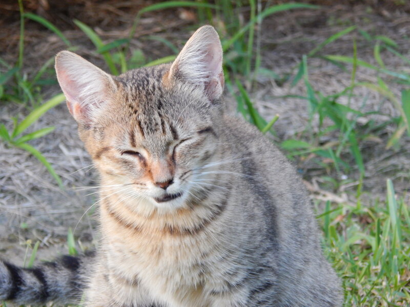 Tabby Cat Outdoors — Gray, Calm