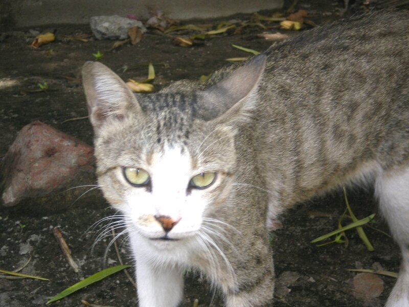 Tabby Cat Outdoors — Gray, Neutral