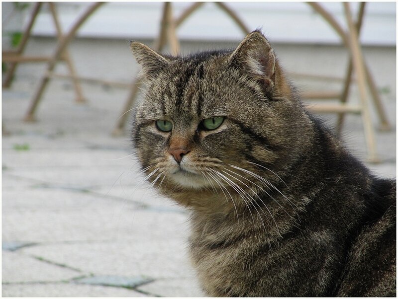 Tabby Cat Outdoors — Gray