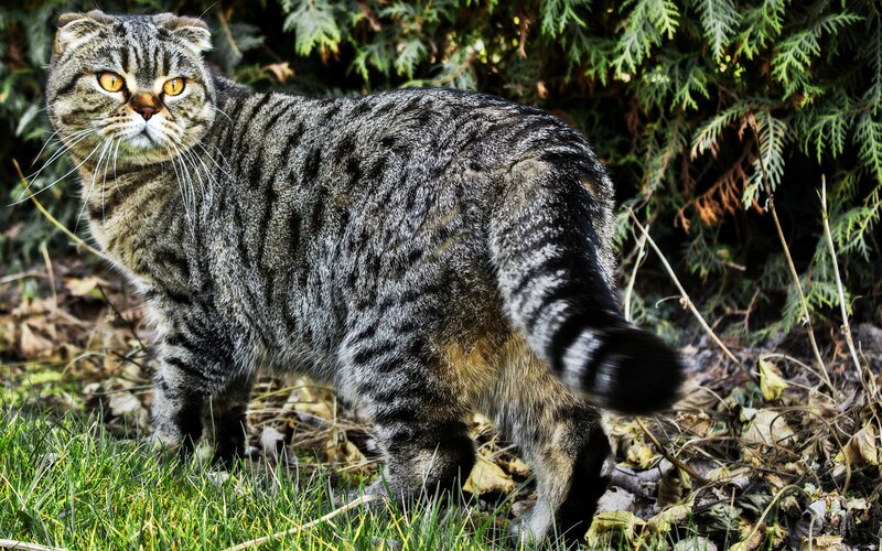 Tabby Cat Outdoors — Green, Alert