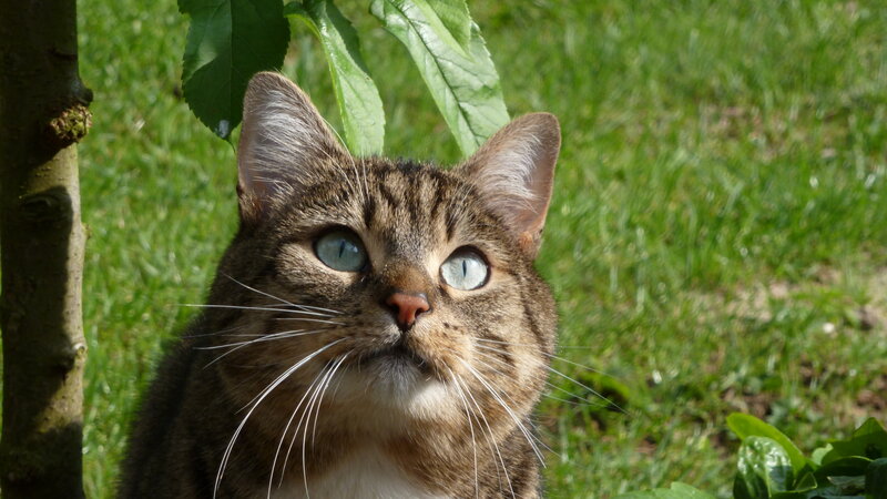 Tabby Cat Outdoors — Green, Calm