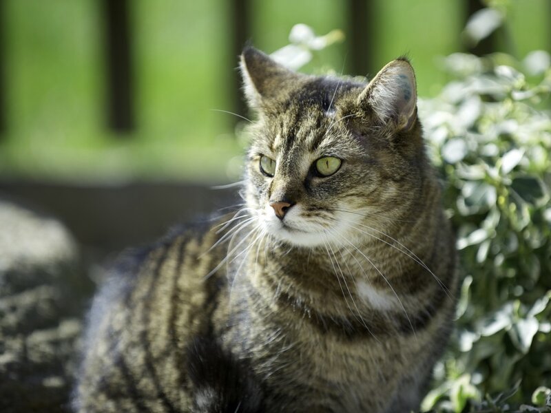 Tabby Cat Outdoors — Green