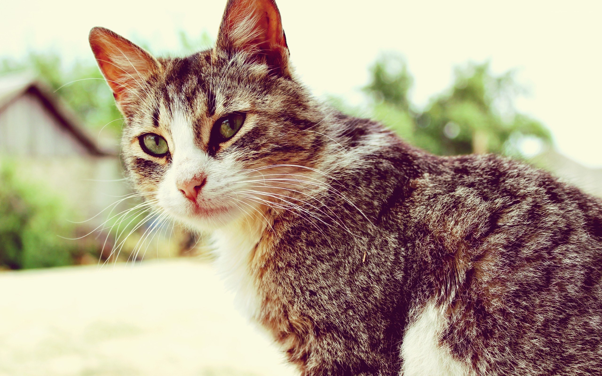 tabby cat outdoors