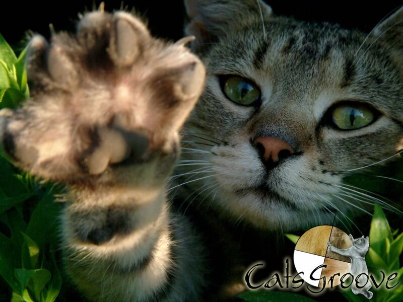 Tabby Cat Pawing
