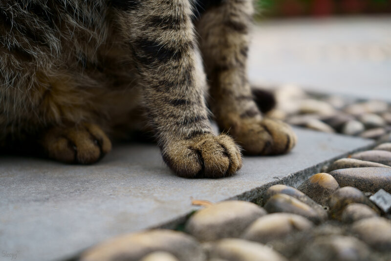 Tabby Cat Paws