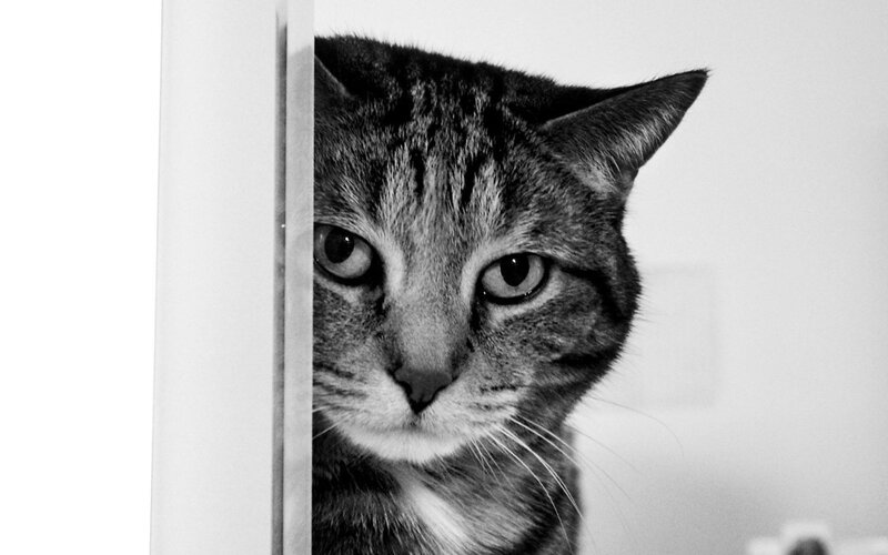 Tabby Cat Peeking — Black, Curious, Photograph, Door, White
