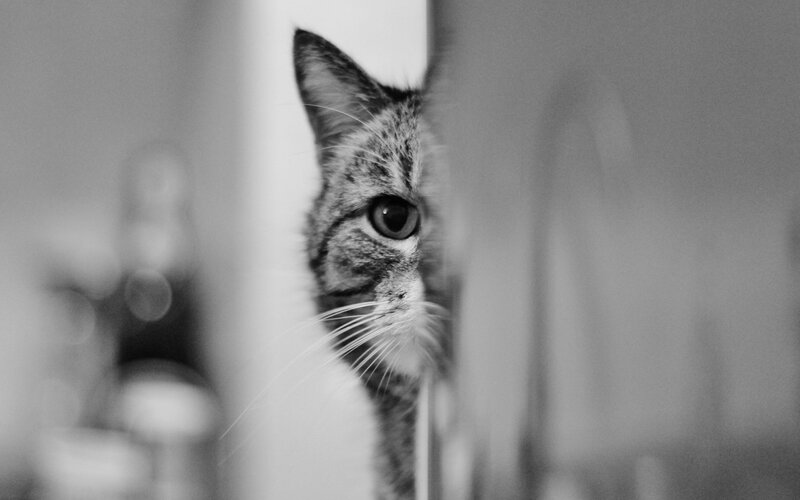 Tabby Cat Peeking — Black, Curious, Photograph