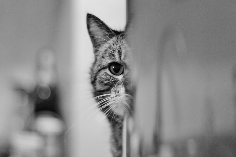 Tabby Cat Peeking — Black, Curious, Photograph, Whiskers