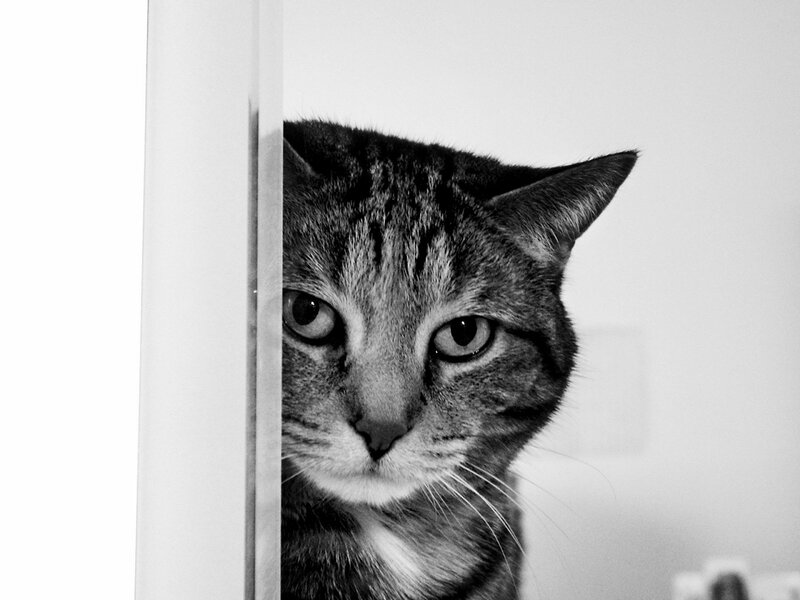 Tabby Cat Peeking — Black, Curious