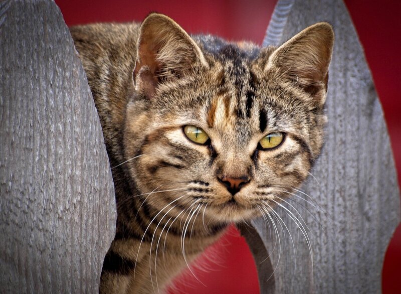 Tabby Cat Peeking — Brown, Alert