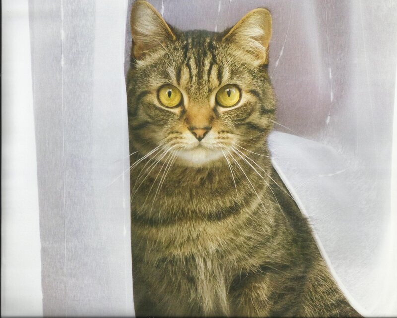 Tabby Cat Peeking — Brown, Calm