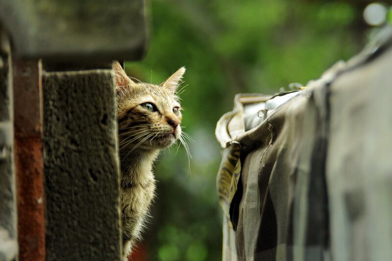Tabby Cat Peeking — Brown, Curious, Afternoon, Photograph