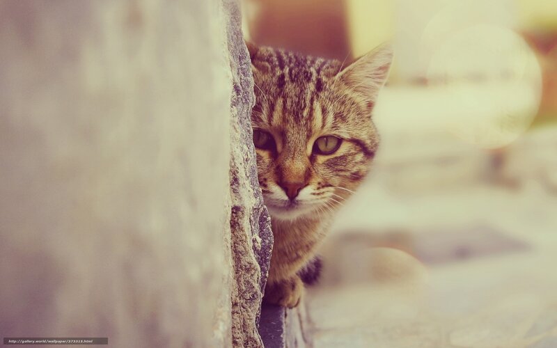 Tabby Cat Peeking — Brown, Curious, Afternoon, Photograph, Wall