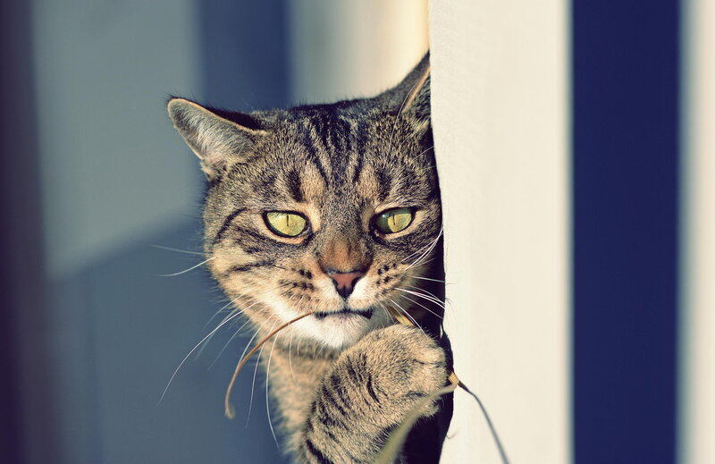 Tabby Cat Peeking — Brown, Curious, Afternoon