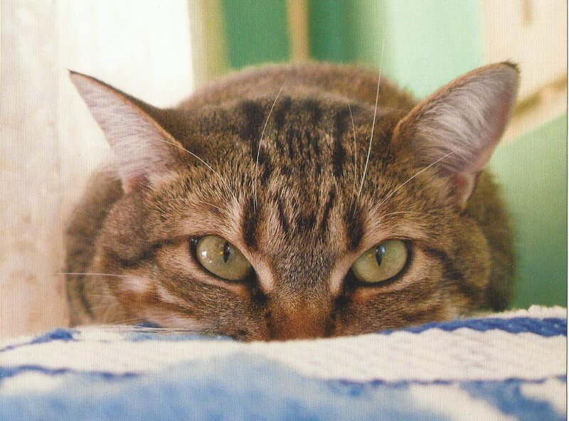 Tabby Cat Peeking — Brown, Curious, Photograph, Blanket