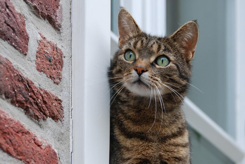 Tabby Cat Peeking — Brown, Curious, Photograph, Brick Wall