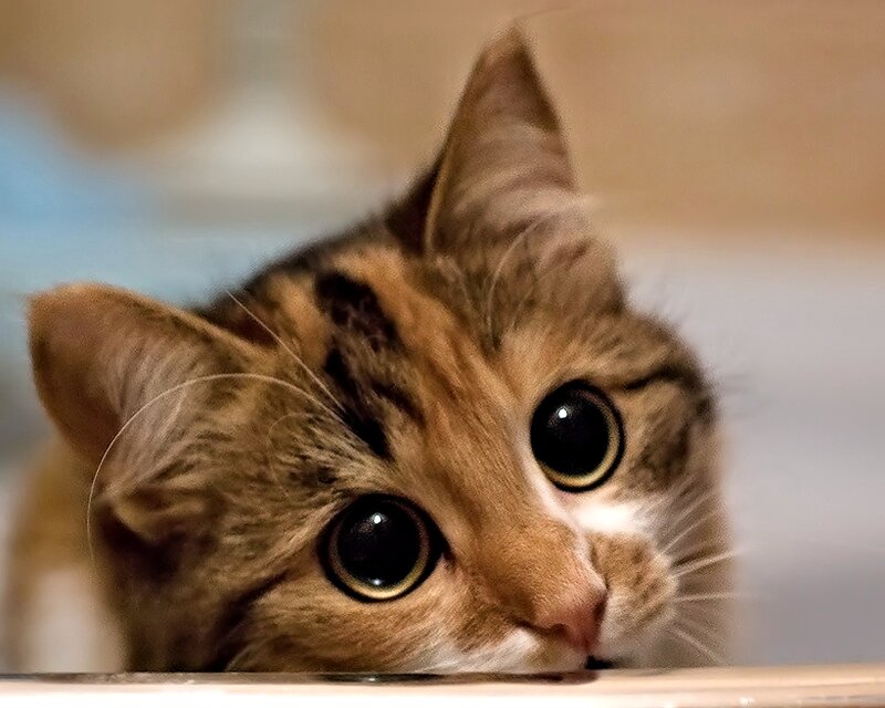 Tabby Cat Peeking — Brown, Curious, Photograph, Eyes