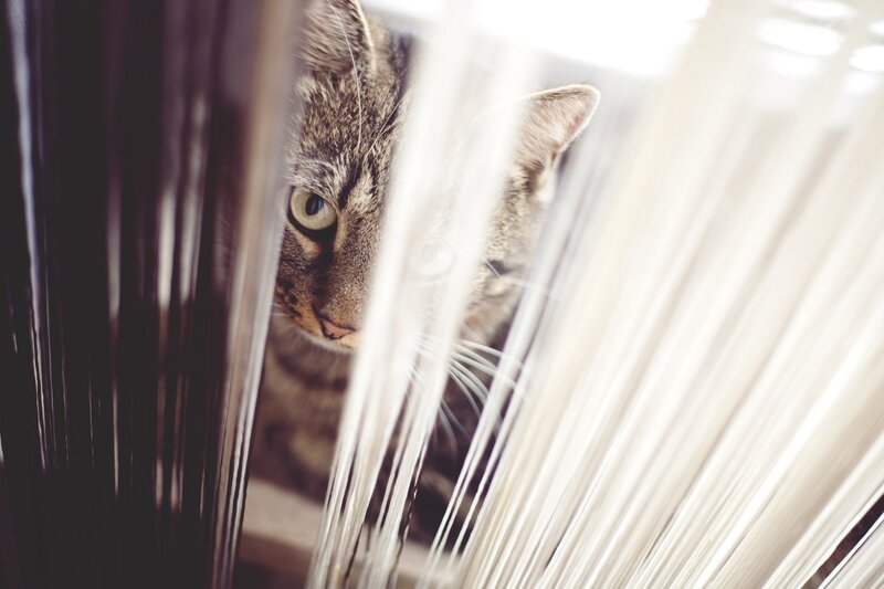 Tabby Cat Peeking — Brown, Curious, Photograph, Strings