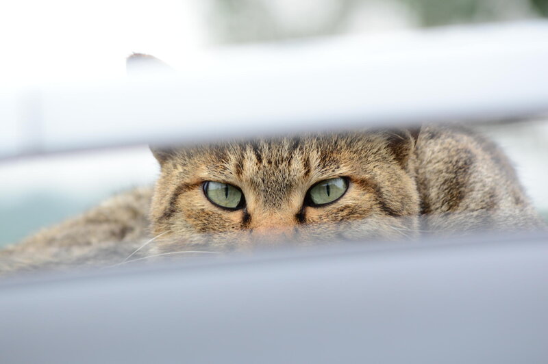 Tabby Cat Peeking — Brown, Curious, Photograph