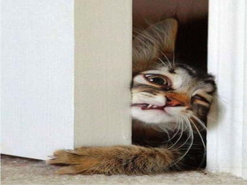 Tabby Cat Peeking — Brown, Playful
