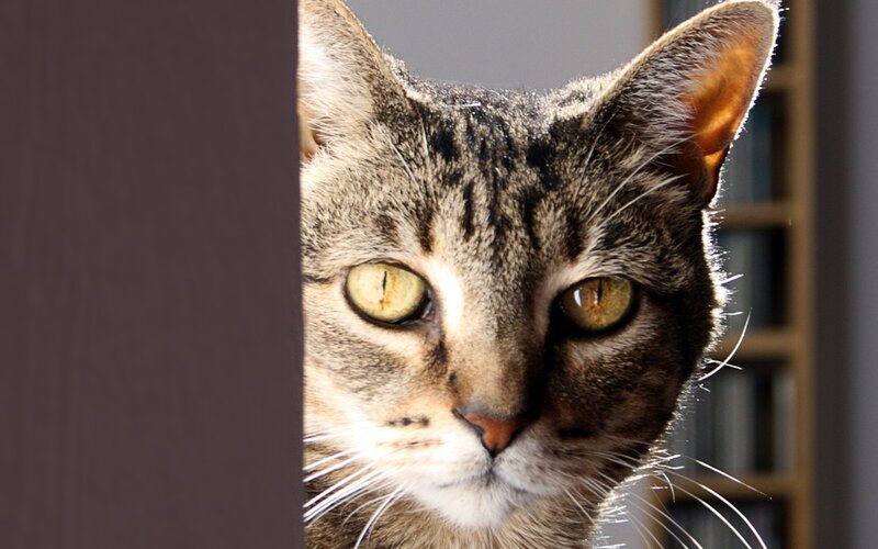 tabby cat peeking from behind