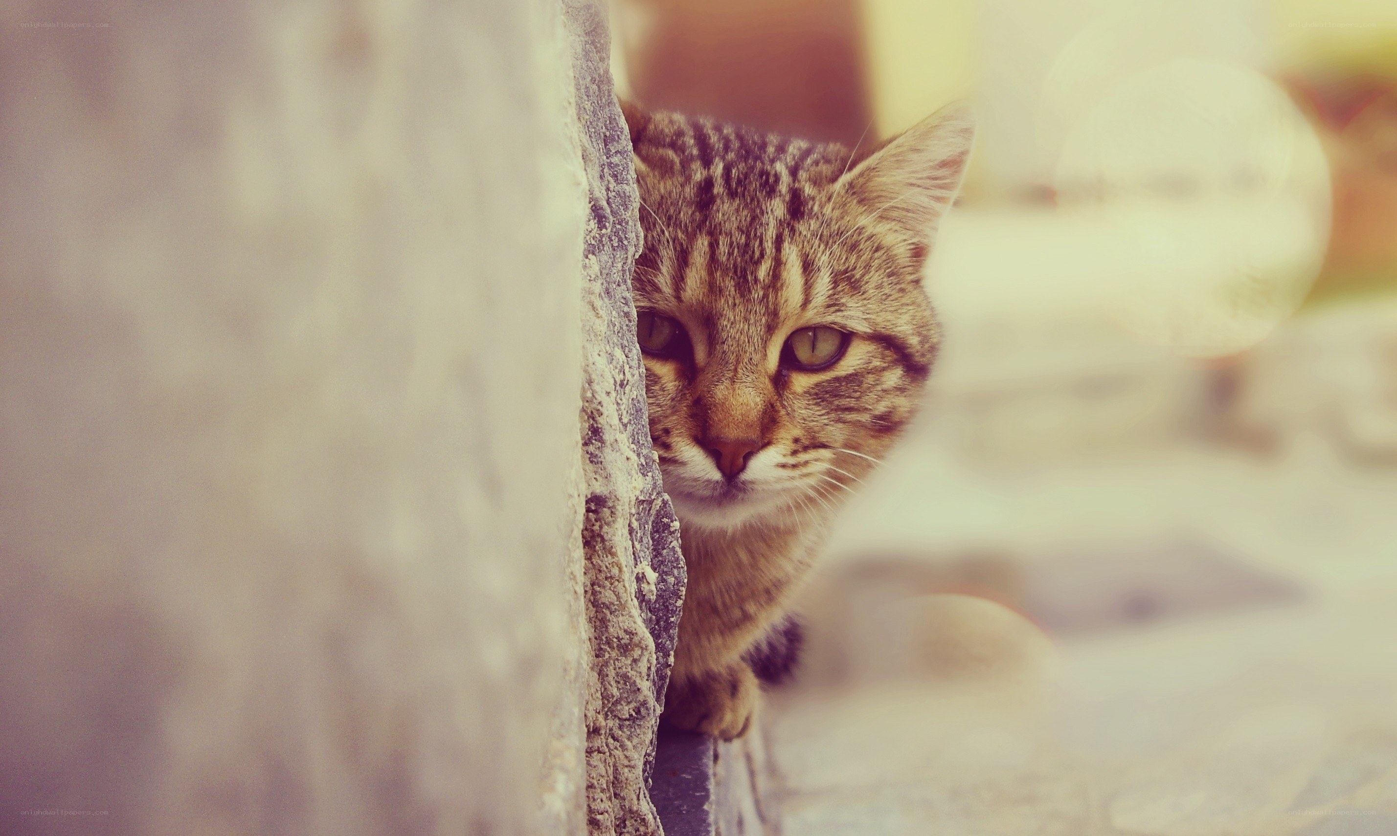 tabby cat peeking from behind wall